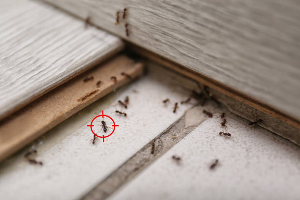 Best Affordable Pest Control Services  in Mooreland, OK