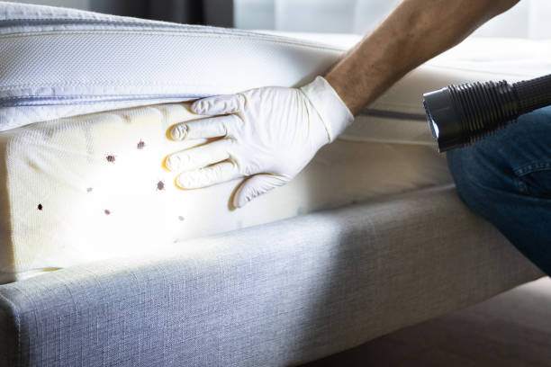 Best Local Pest Control Services  in Mooreland, OK