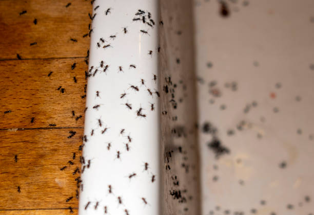 Best Affordable Pest Control Services  in Mooreland, OK