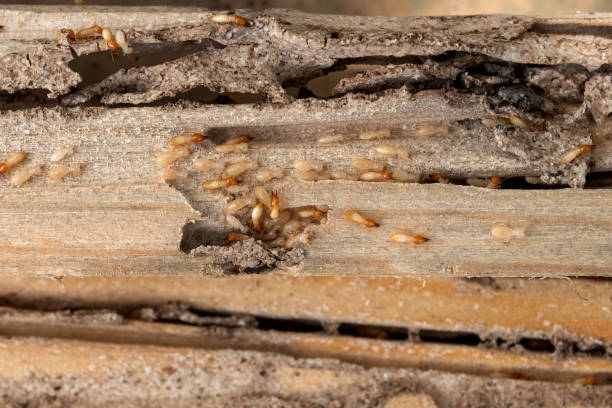 Spider Control Near Me in Mooreland, OK