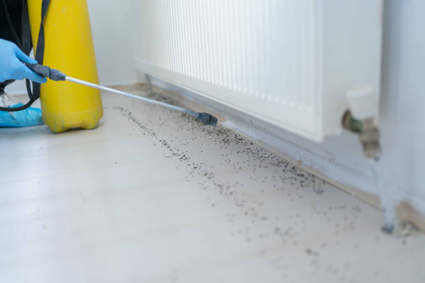 Best Flea Control Services  in Mooreland, OK